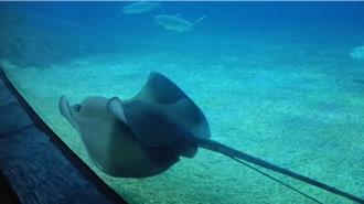 跟媽媽來趟湛藍之旅 海生館推母親節海洋卡優惠