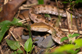 台大旁惊见「台湾6大毒蛇」之一 他喊很幸运：不是想看就能看到