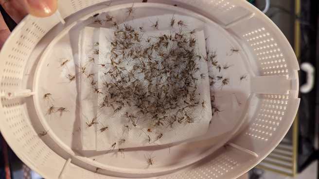 一名男子在捕蚊盒内放一张涂满雪芙的卫生纸，成功诱捕到大量的蚊子。（图／翻摄自爆废公社）