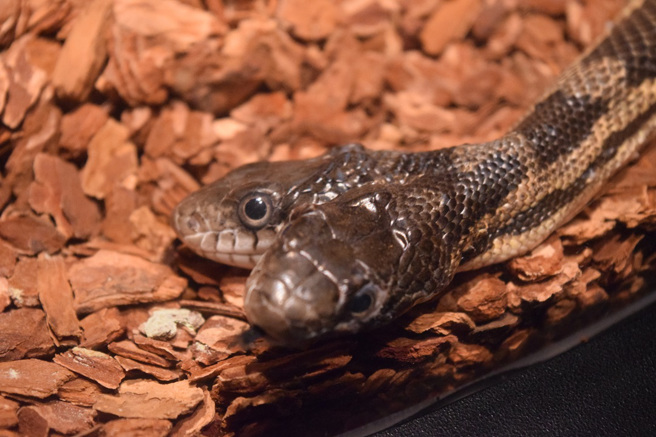日本一名男子在山區露營時，發現一條雙頭蛇的屍體。（示意圖：Shutterstock／達志）