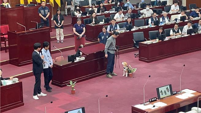 米格鲁Lucy示范如何嗅闻褐根病，在专业人员陪同下，Lucy嗅闻到有褐根病的植物后，立即在植栽旁坐下，摇尾巴要零食奖励。（刘彦宜摄）