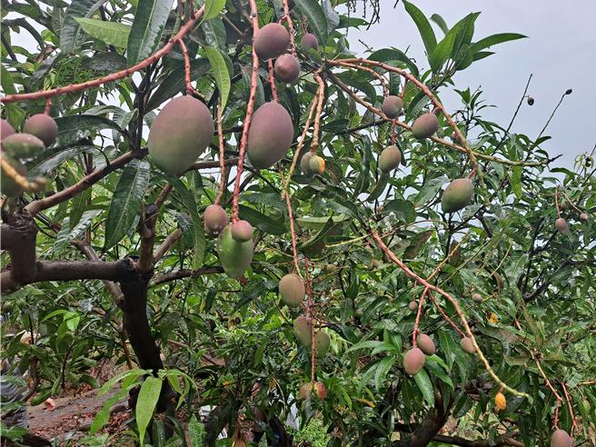 台南市改良種芒果受今年2月兩波低溫影響，著果率不佳。（台南市政府提供／寶智華台南傳真）
