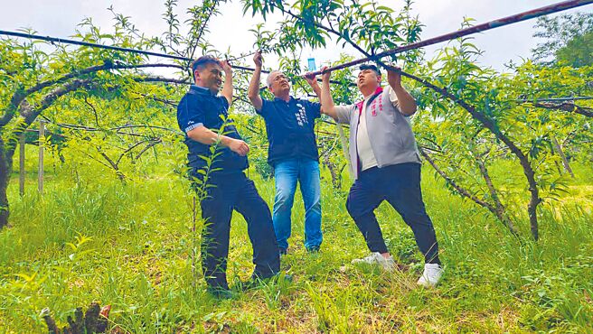 桃園市復興區長蘇佐璽（左）與市議員蘇偉恩（右）5日至雪霧鬧會勘水蜜桃生長情形。（蘇佐璽提供／楊宗灝桃園傳真）