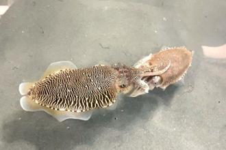 来看可爱的小花枝！新北海洋资源復育园区 开放预约导览