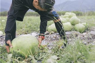 花蓮人怒了！欺負西瓜瓜農 盤商收購價竟直接砍半