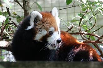 北巿動物園小貓熊「美可」病逝 園方：感謝帶來10年歡樂