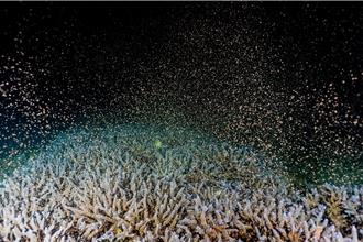 如粉紅色星空！澎湖珊瑚產卵大爆發 夢幻景象曝