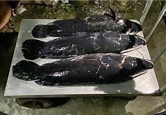 日月潭魚虎邁入繁殖季 漁民「除虎」抓抱卵母魚阻幼魚出生