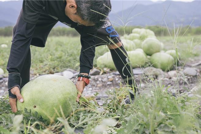 一名花蓮西瓜瓜農日前透過臉書發文表示，花蓮地震致交通不便，觀光客減少，銷量大幅下降，又遇收購商以西瓜量大品質不佳為由，將談好的收購價砍一半，為了不讓一整年的心血被糟蹋，咬牙留下剩餘西瓜，粗估至少2萬西瓜待認購，盼大家協助。（摘自臉書粉專「花蓮玉里。阿強西瓜」／蔡佩珈台北傳真）