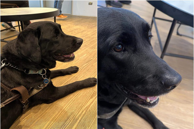 韩式炸鸡连锁店「起家鸡」日前传出有分店违法禁止导盲犬入内。( 图 /翻摄自脸书宝弟-Bobby的导盲记事 )