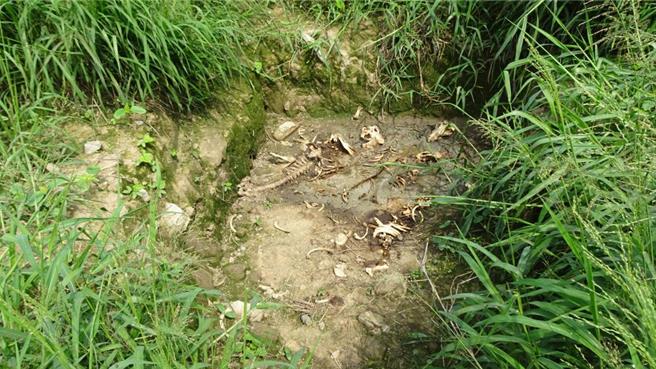 嘉义县养猪场遭弃置毙死猪。(摘自环境部官网／曹婷婷台南传真)