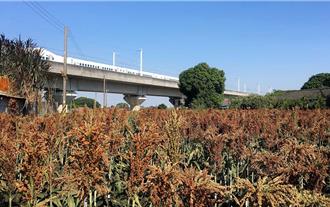 農友注意 高粱收入保險投保期限至5月底