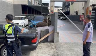 慢悠悠逛大街！溪尾大橋驚見「2隻鴕鳥」警民圈圍找飼主