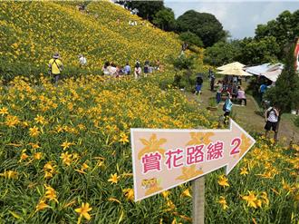 虎山巖金針花園「踩花客」現蹤 2類人是違規大戶
