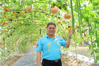 苗縣造橋鄉南瓜節開鑼 彩色南瓜結實纍纍掛滿隧道