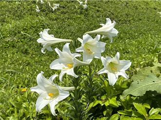 野百合復育有成 潮境公園白色花束面向海濱盛放