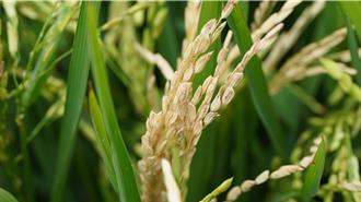 惡夢重現？台南百公頃稻田傳稻熱病 稻穗全成「空包彈」