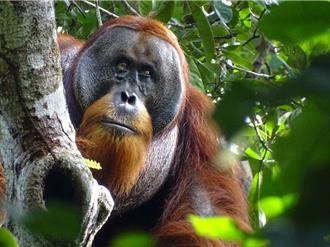 馬來西亞推「猩猩外交」向採購棕櫚油國家贈送紅毛猩猩