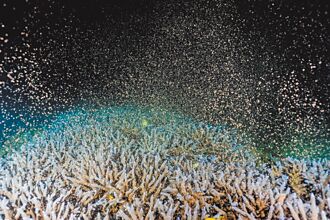 天女散花 澎湖夢幻紫色珊瑚產卵