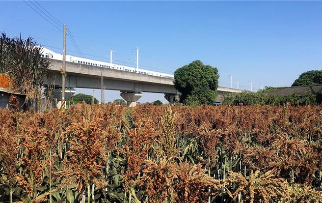 台灣本島自1期作開始銷售，今年1期作銷售期限至5月31日止，農業部提醒農友把握時間投保。（本報資料照片）