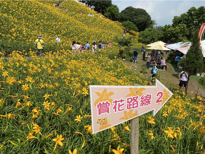 彰化縣花壇鄉虎山巖金針花園區近來成為國內平地賞金針花勝地，園區期盼遊客沿參觀路線或在拍照點拍攝，避免踩踏花區。（孫英哲攝）