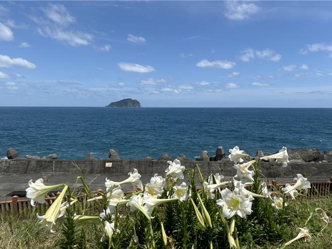 每年5月开始，台湾百合逐渐盛开，在基隆市潮境公园及復育公园临海的山坡上，都可见到百合迎风摇曳的绰约身影。（国立海科馆提供／张志康基隆传真）