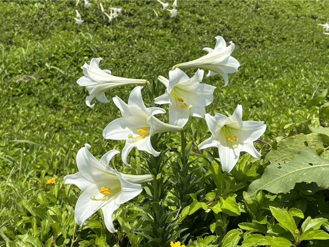 每年5月开始，台湾百合逐渐盛开，在基隆市潮境公园及復育公园临海的山坡上，都可见到百合迎风摇曳的绰约身影。（国立海科馆提供／张志康基隆传真）
