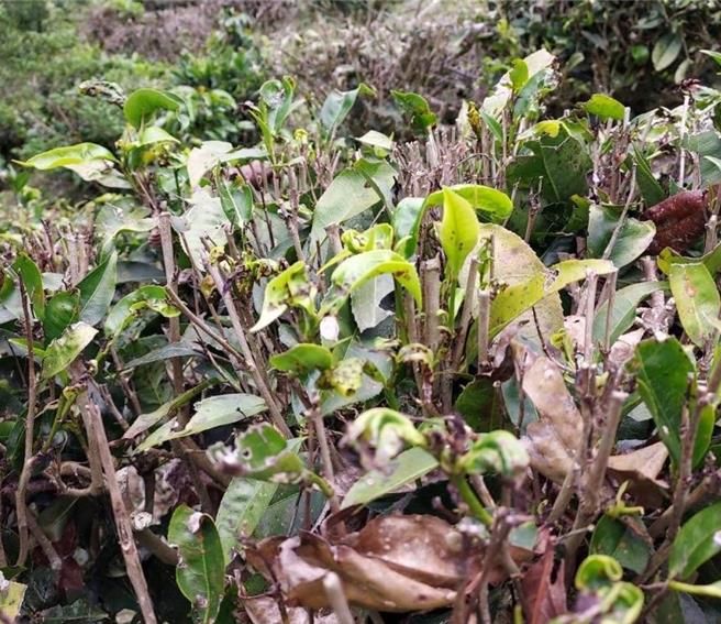 受气候影响，高雄市2024年生产的茶叶出现驻芽及发芽率不佳等现象。（高雄市农业局提供／林瑞益高雄传真）