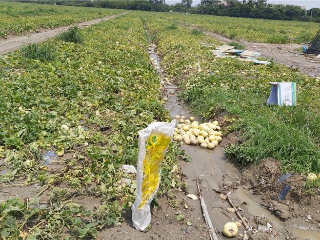 受4月下旬强降雨雨影响，使得正值採收期的香瓜果实水伤。（高雄市农业局提供／林瑞益高雄传真）