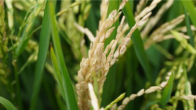 遭真菌感染的稻穗乾枯，成了空包弹。（宝智华摄）