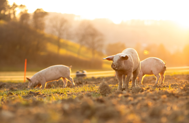 台糖彰化、嘉義養豬場員工非法掩埋營建廢棄物，遭台南地檢署搜索約談，台糖回應啟動內部檢討，後續讓傳統豬舍逐步退場。（示意圖：shutterstock／達志）