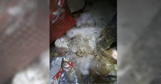 繁殖場倒閉放任貓屍長蛆！垃圾環境動保處認「沒虐待」　6度上門只規勸