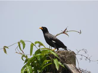 外来种八哥入侵中海拔山区 濒危的山麻雀糟了