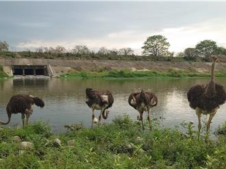 台中烏日「鴕鳥逛大街」遭逮 來歷不明引熱議