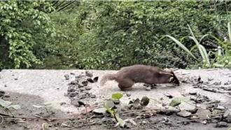 花蓮鼬獾如「喪屍」 全身顫抖、打轉 疑狂犬病帶原