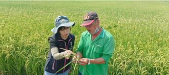 台南稻熱病噴6次藥都無效 農民盼氣候變遷納天災補助