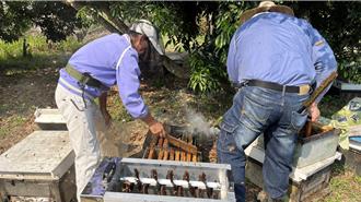 農業天災救助辦法修正 蜂蜜也納入補助範圍