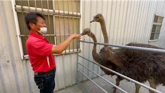 台中逛大街鴕鳥被領回 飼主先吃交通違規罰單