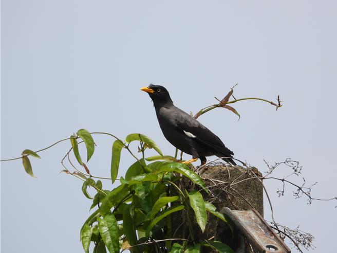 外来种鸟类白尾八哥入侵古坑乡华山村多年，如今循着路杀的动物尸体食物往更高山区前进，可能危及濒危保育鸟类山麻雀的生存。（陈清圳提供）