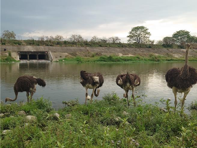 曾有钓客在彰化县芬园乡猫罗溪河床直击4只鸵鸟在觅食。（民眾提供／孙英哲彰化传真）