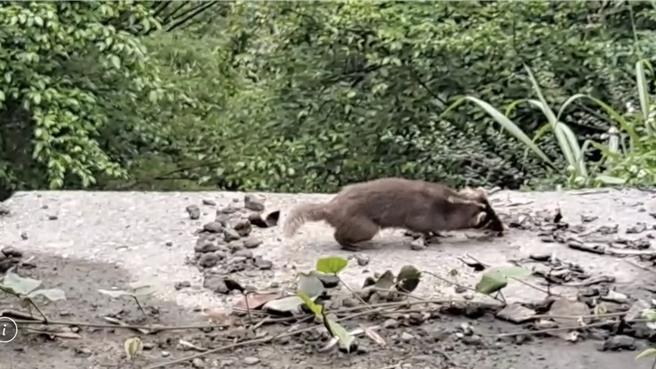 這隻鼬獾今早出現在玉里赤科山產業道路，全身不停打轉、顫抖，如同「喪屍」。（民眾提供／王志偉花蓮傳真）