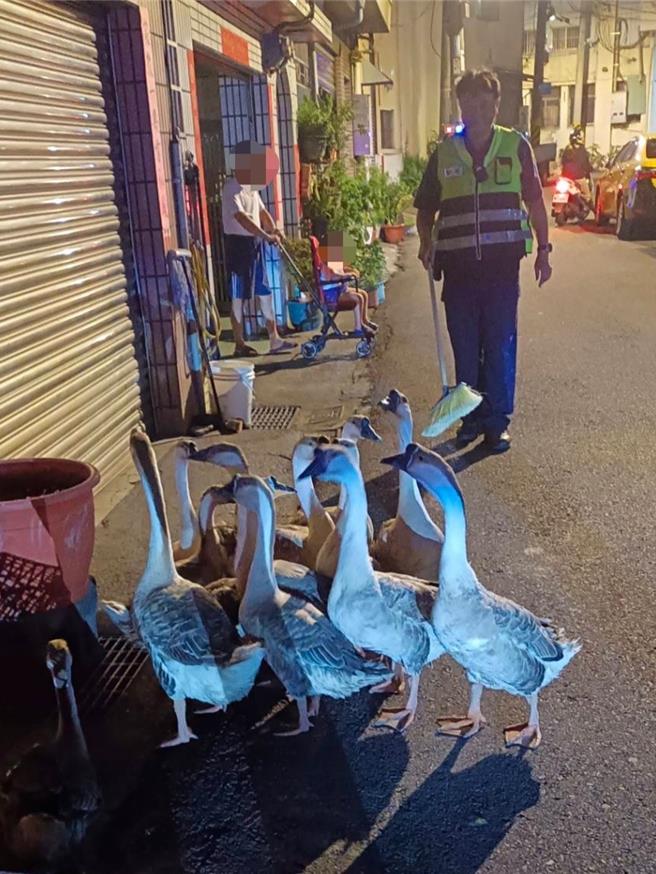 台中市大里区仁美路街头9日晚间竟出现数只灰鹅，摇摇晃晃走在马路上可爱吸睛，民眾与警方又抱又赶，守护鹅群安全。（民眾提供／潘虹恩台中传真）