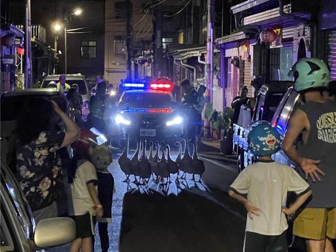 继台中市乌日区溪南地区昨日上午出现鸵鸟跑透透，大里区仁美路街头晚间竟出现数只灰鹅，摇摇晃晃走在马路上可爱吸睛。（民眾提供／潘虹恩台中传真）