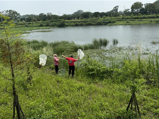 嘉義縣中埔鄉公館滯洪池有民眾發現疑有鱷魚蹤跡，縣府派員巡查。（嘉義縣政府提供／廖素慧嘉縣傳真）