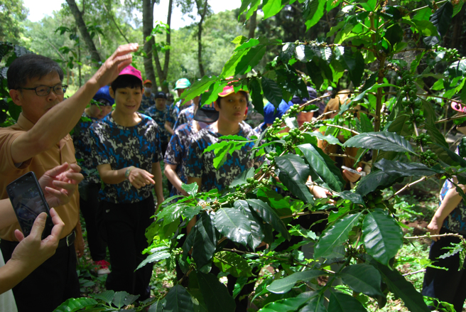 暨大观餐系实习咖啡厅特别安排了咖啡园的初体验。（照片/暨南国际大学提供）