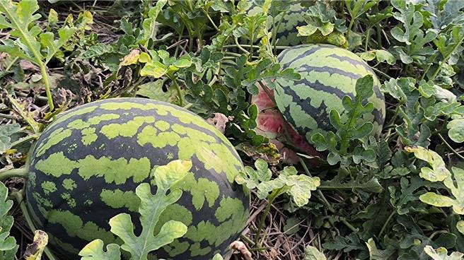 雲林縣沿海鄉鎮西瓜因雨災導致裂果或爆果嚴重。（周麗蘭攝）