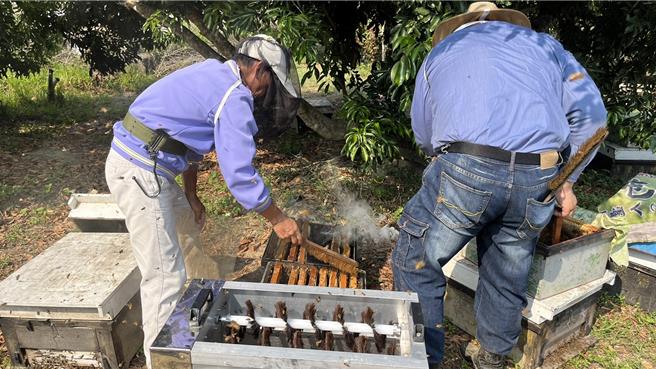 農業部9日公告將蜂蜜納入農業天然災害補助辦法範圍。（頭份市公所提供／謝明俊栗傳真）