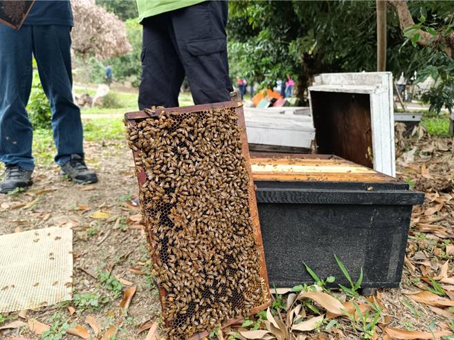 農業部9日公告將蜂蜜納入農業天然災害補助辦法範圍。（頭份市公所提供／謝明俊栗傳真）