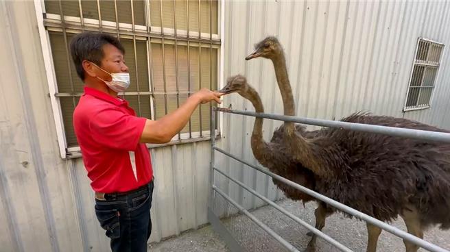 吕姓饲主10日下午到彰化县埤头乡养殖场领回走失的2只鸵鸟。（民眾提供／孙英哲彰化传真）