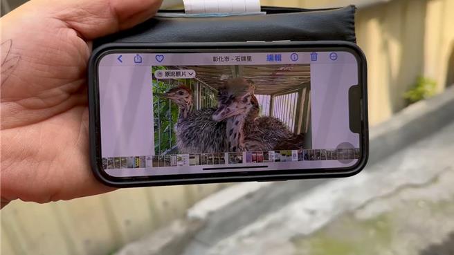 吕姓饲主秀出手机的照片表示，2只走失的鸵鸟他从小养到大。（民眾提供／孙英哲彰化传真）